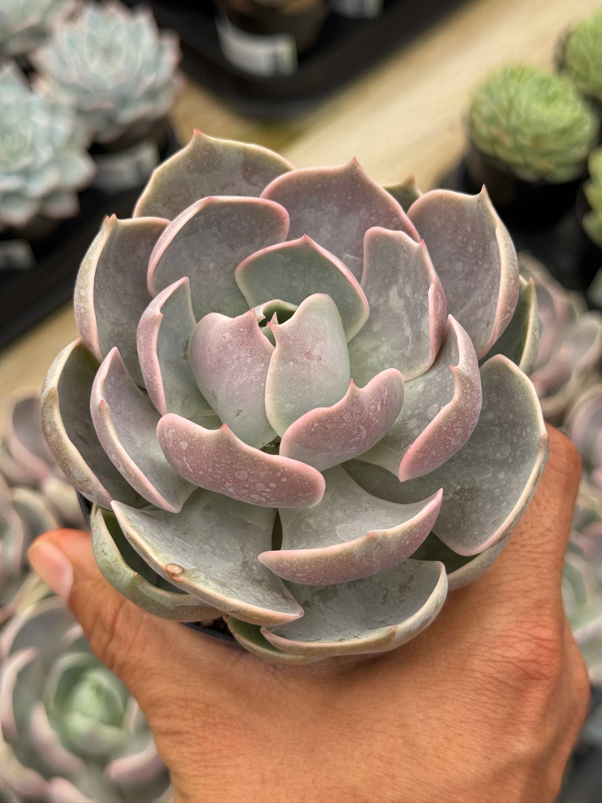 Echeveria lotus