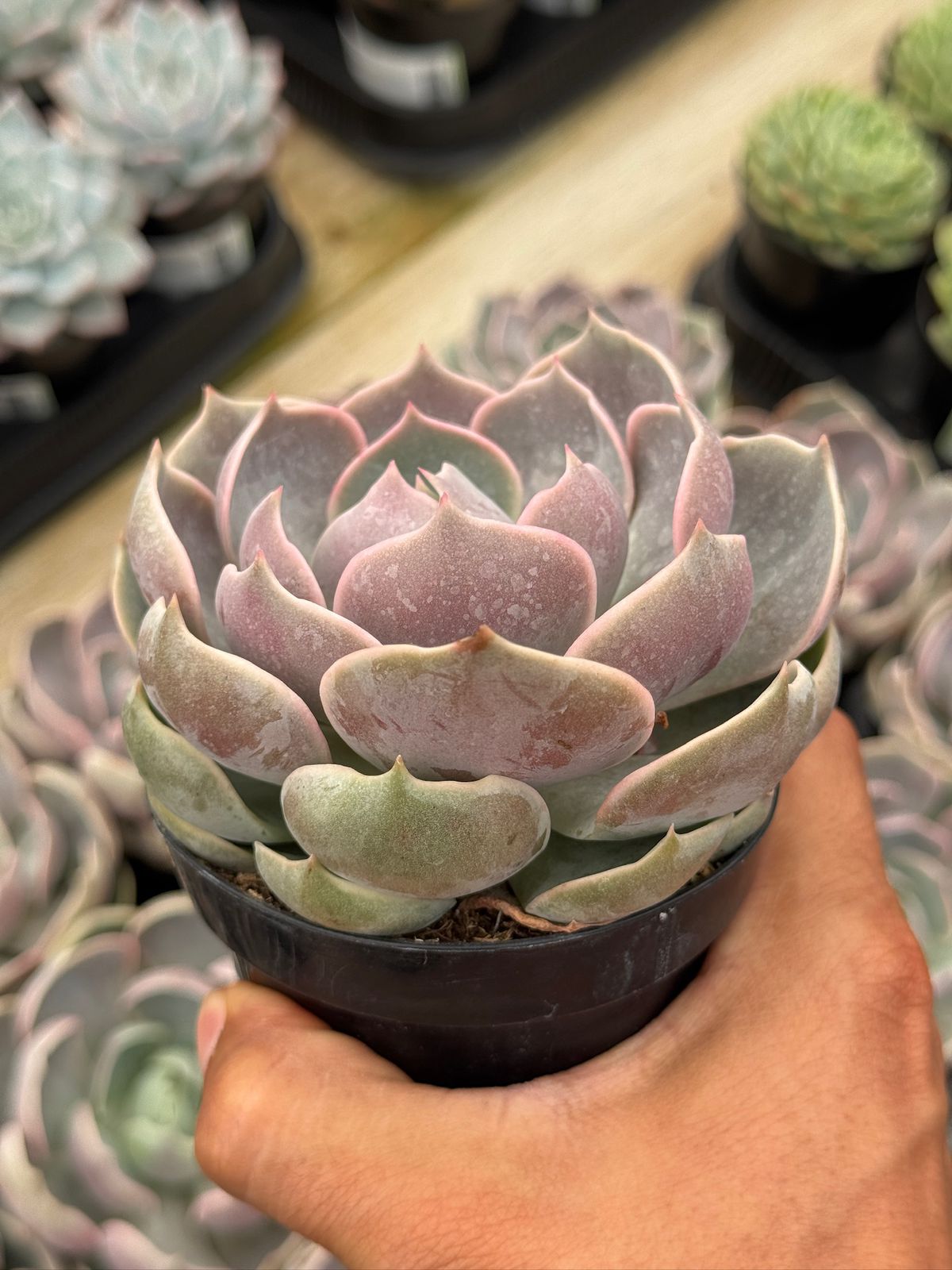 Echeveria lotus