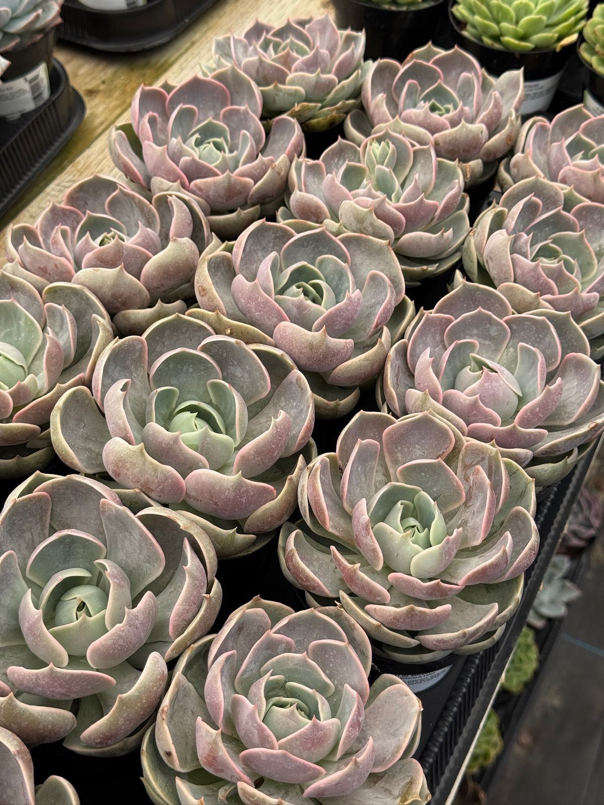 Echeveria lotus