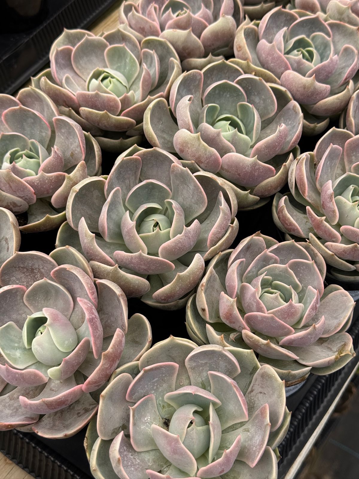 Echeveria lotus