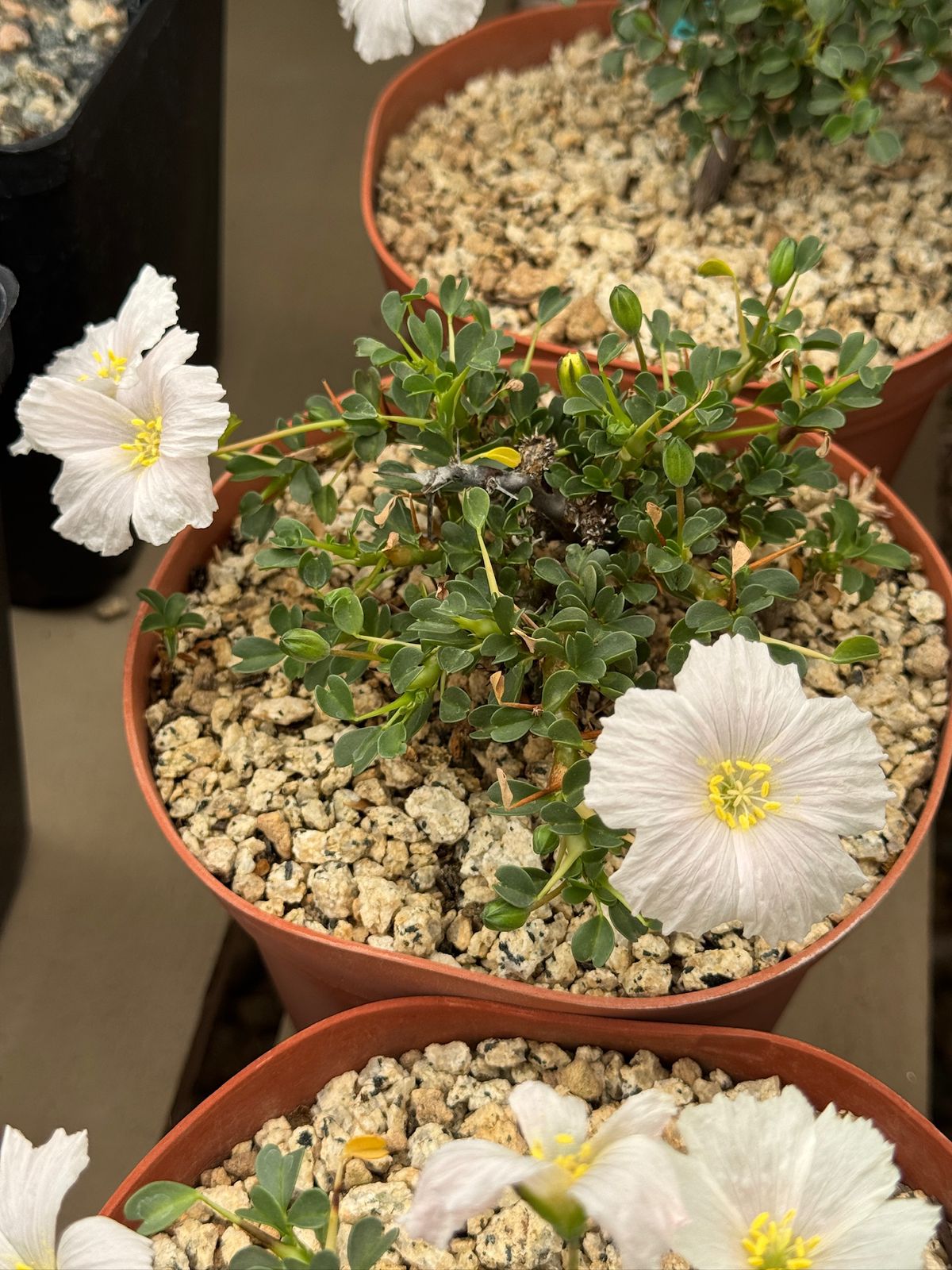 Sarcocaulon vanderitiae