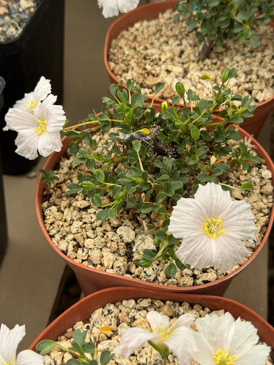 Sarcocaulon vanderitiae