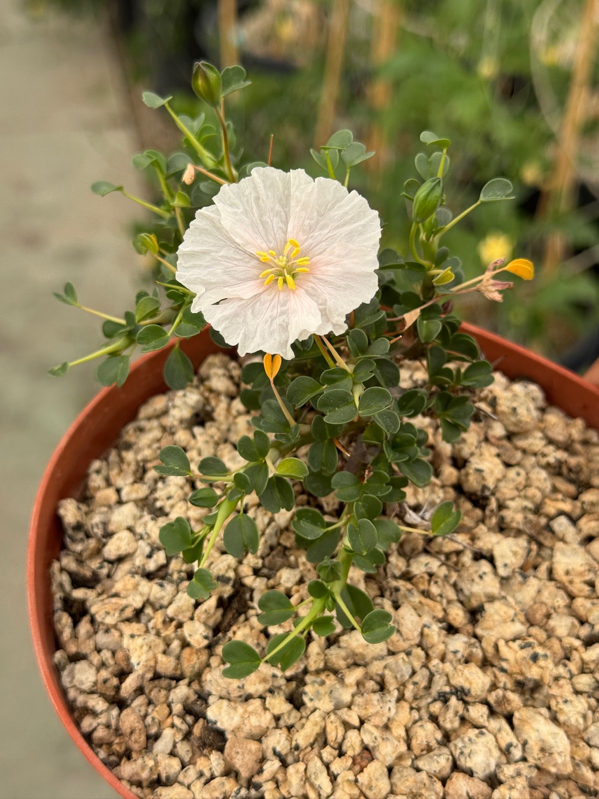 Sarcocaulon vanderitiae