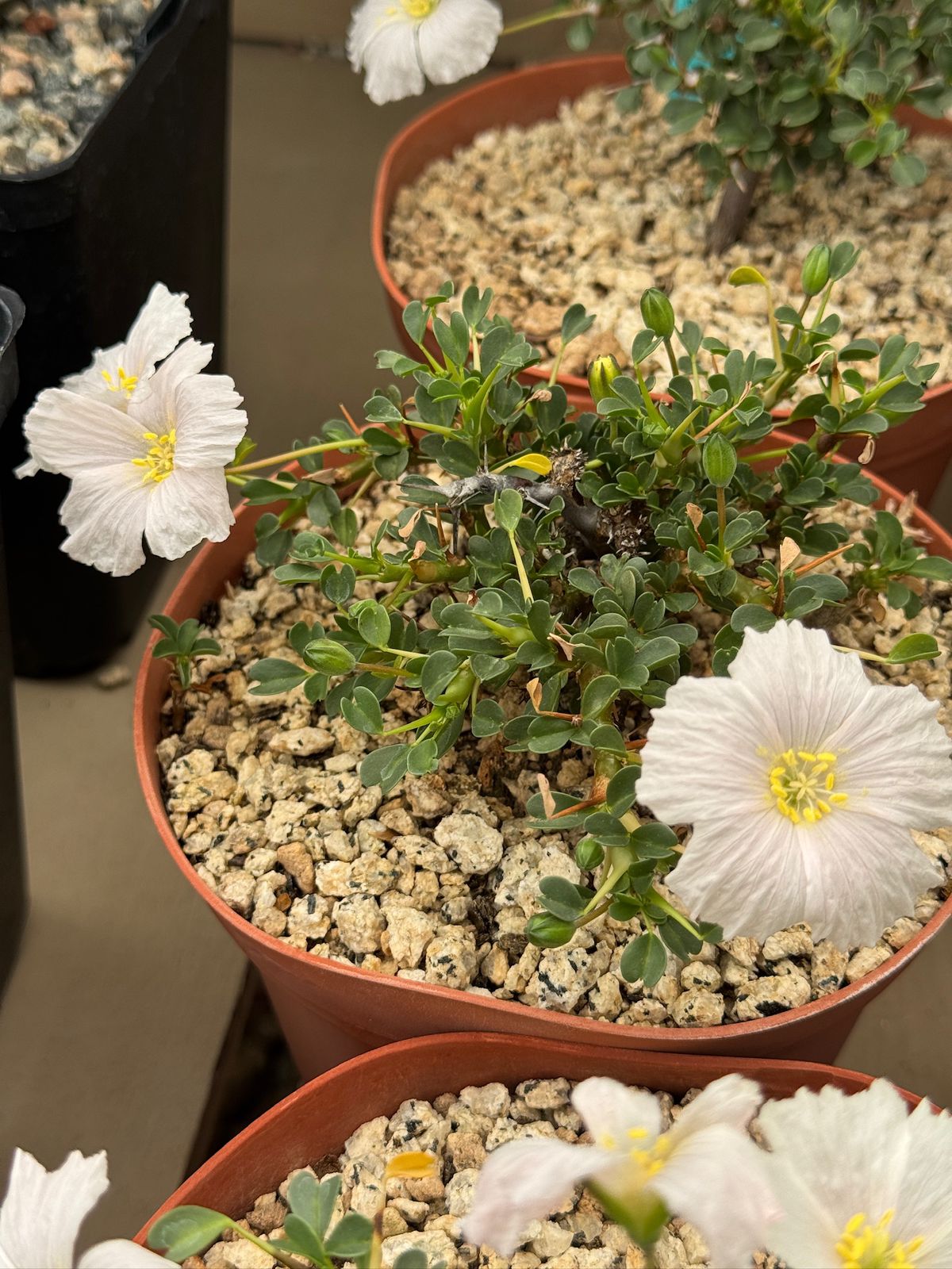 Sarcocaulon vanderitiae