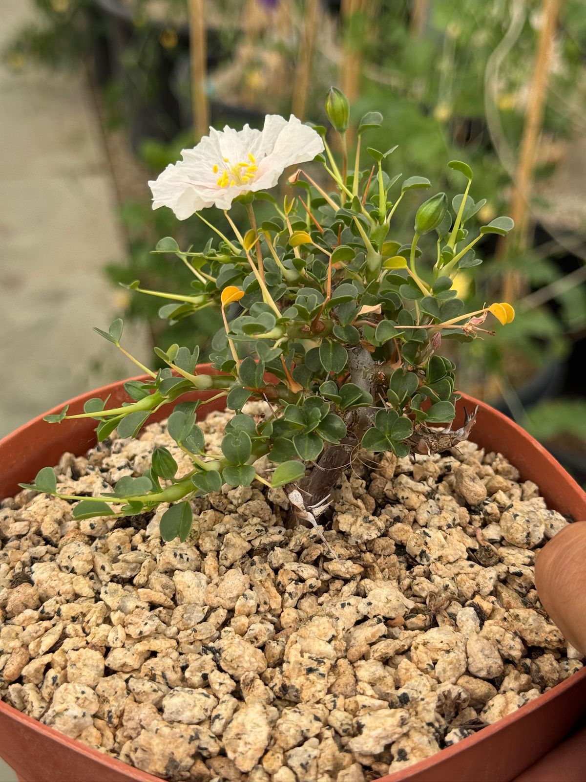 Sarcocaulon vanderitiae