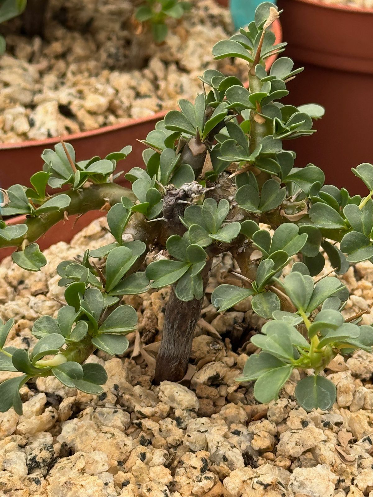 Sarcocaulon vanderitiae