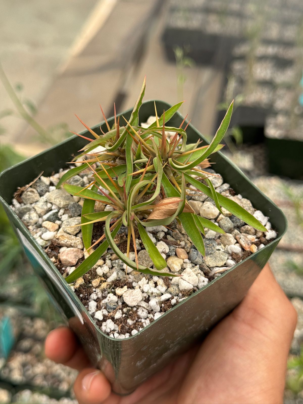 Euphorbia genoudiana