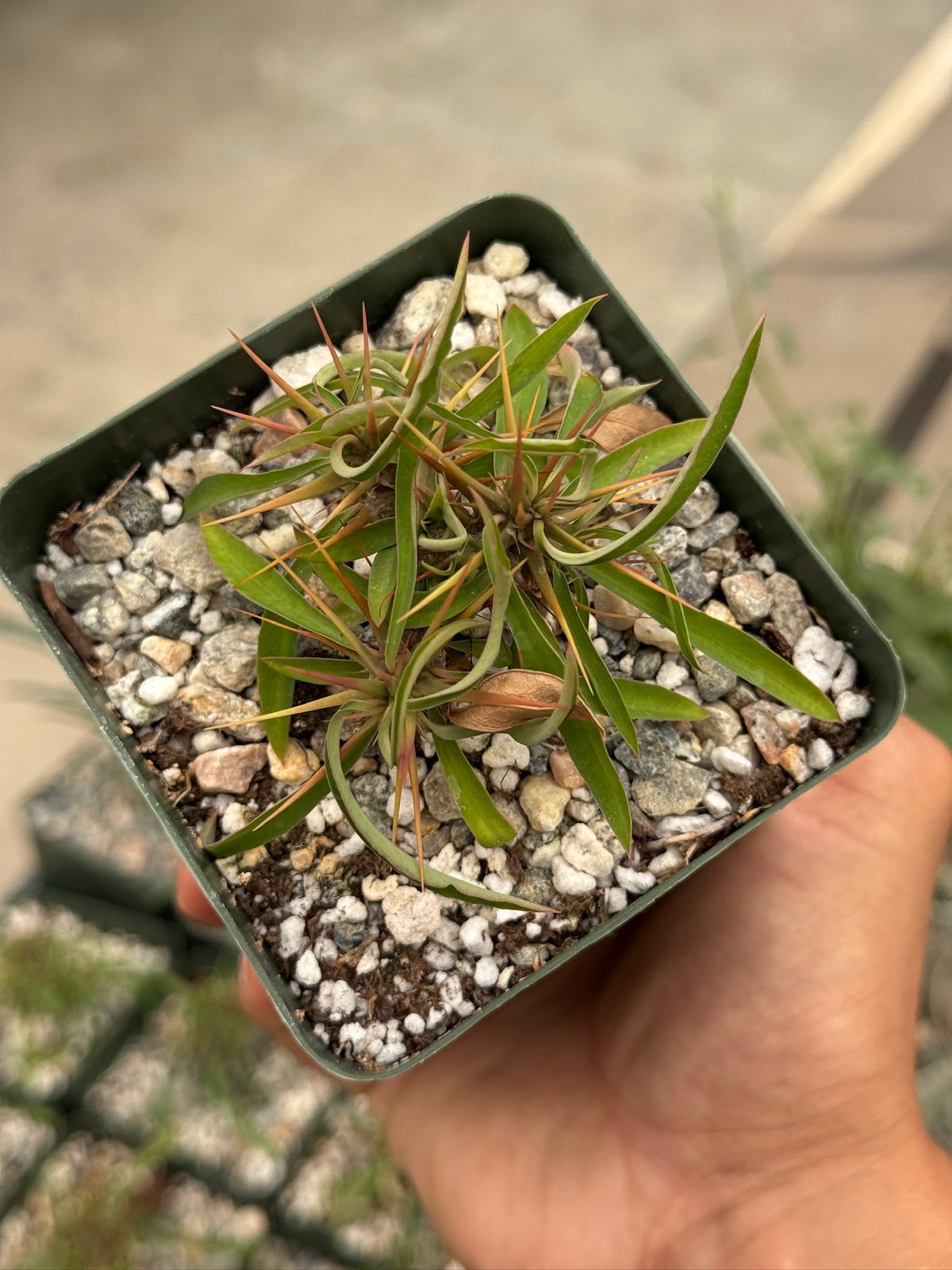 Euphorbia genoudiana