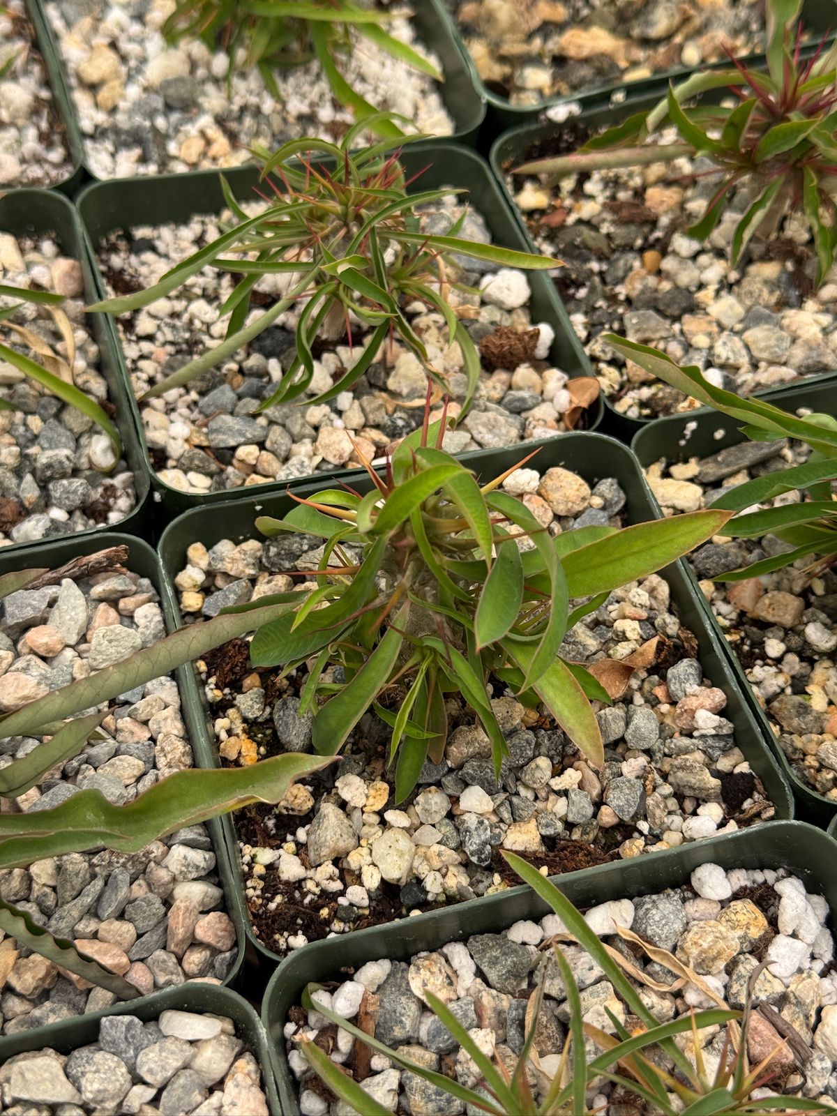 Euphorbia genoudiana
