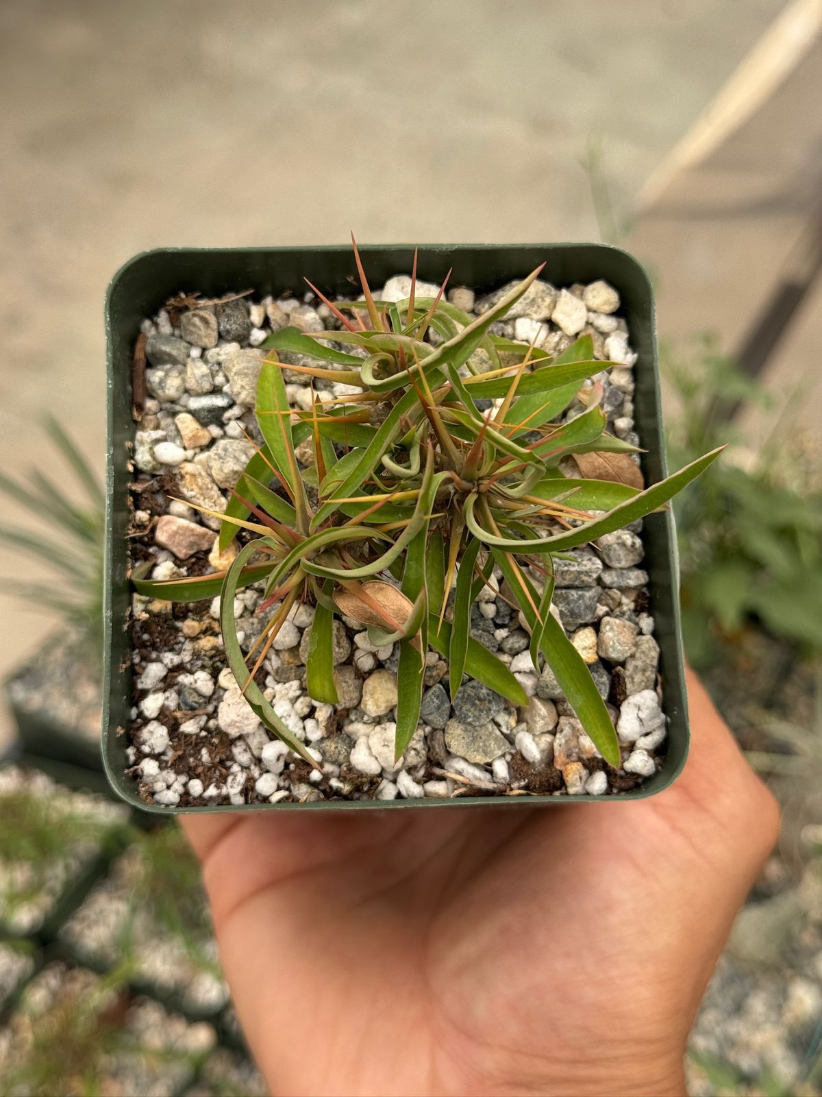 Euphorbia genoudiana