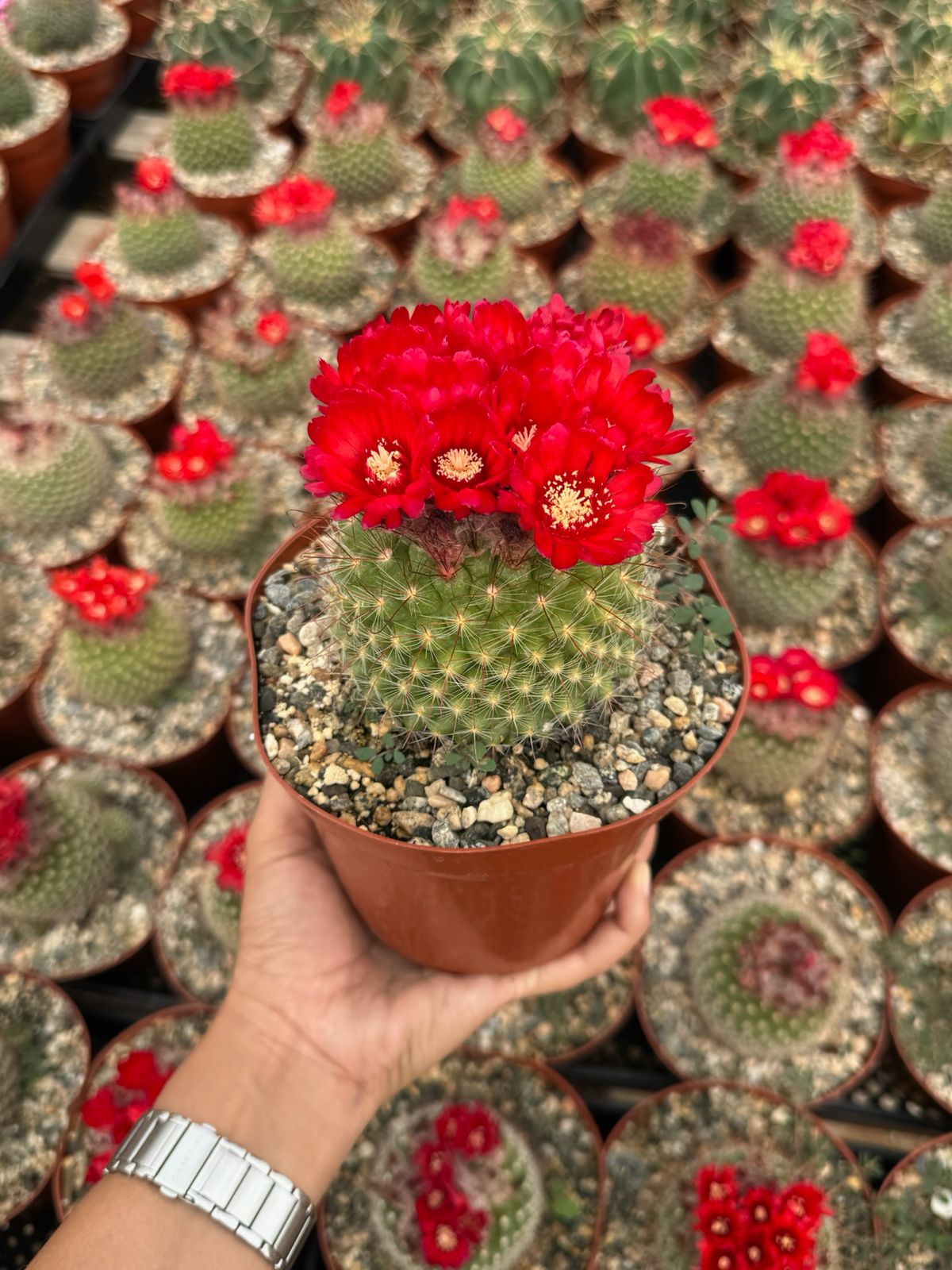 Parodia sanguiniflora 6”