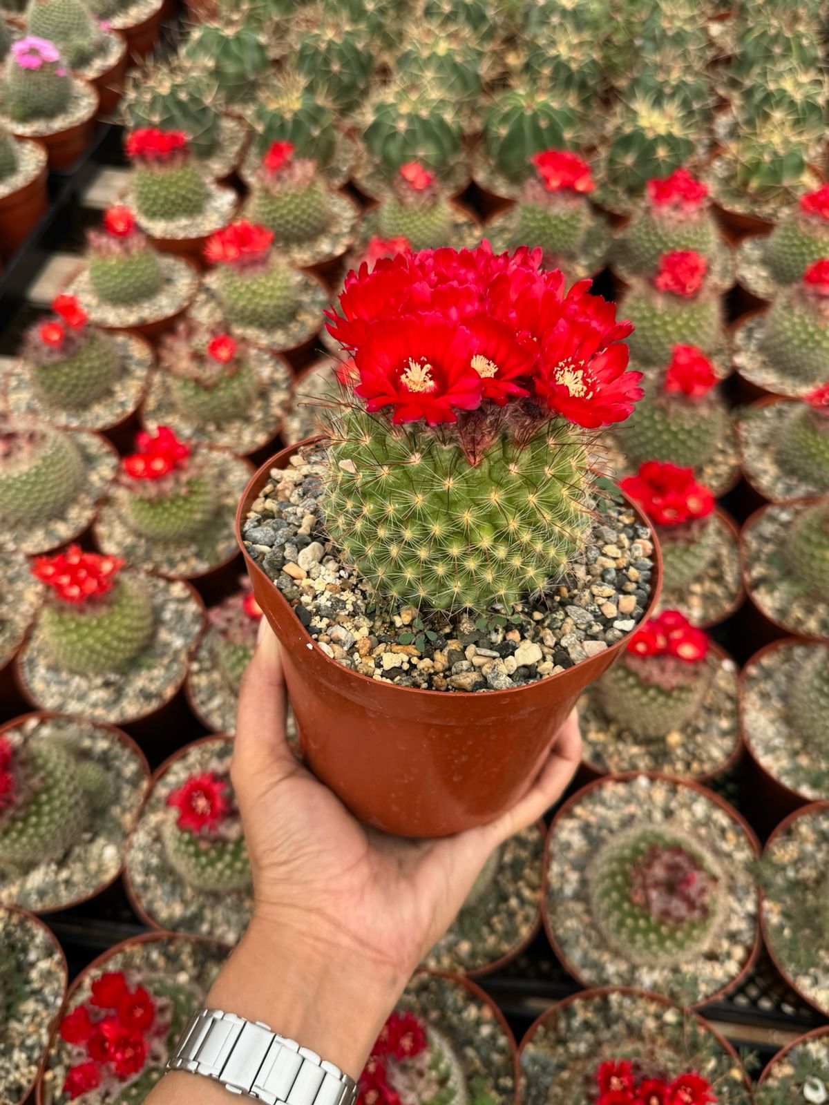 Parodia sanguiniflora 6”