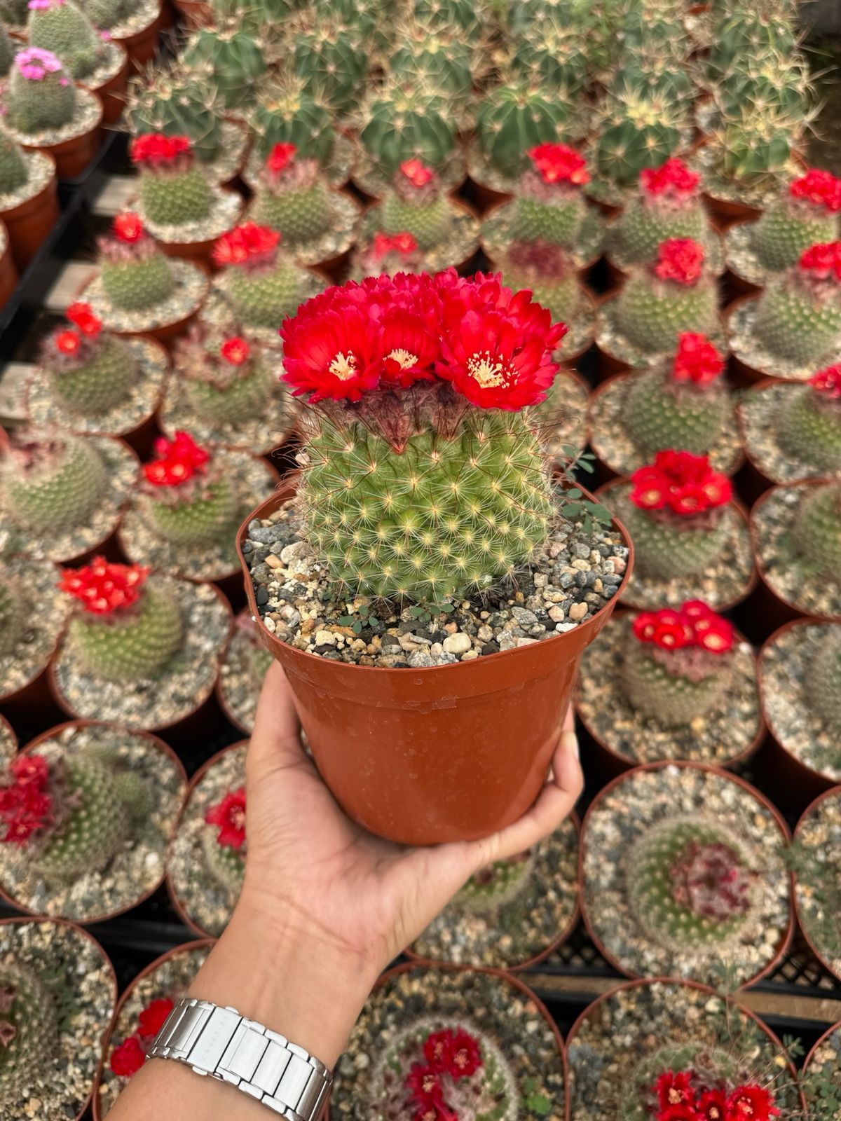 Parodia sanguiniflora 6”