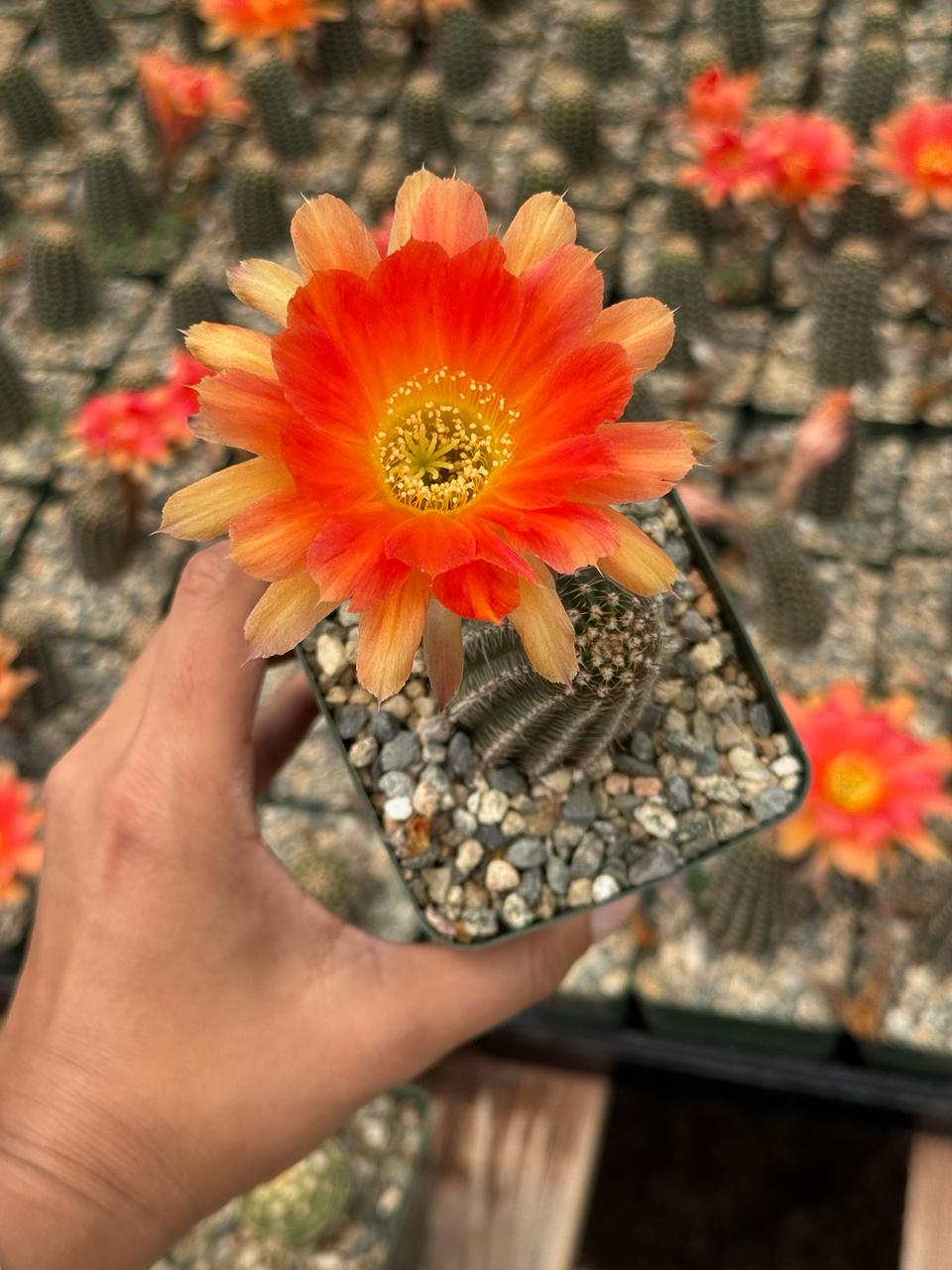 Lobivia híbrida D