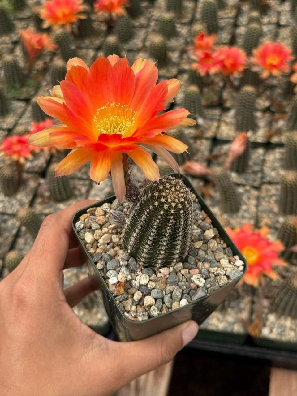 Lobivia híbrida D