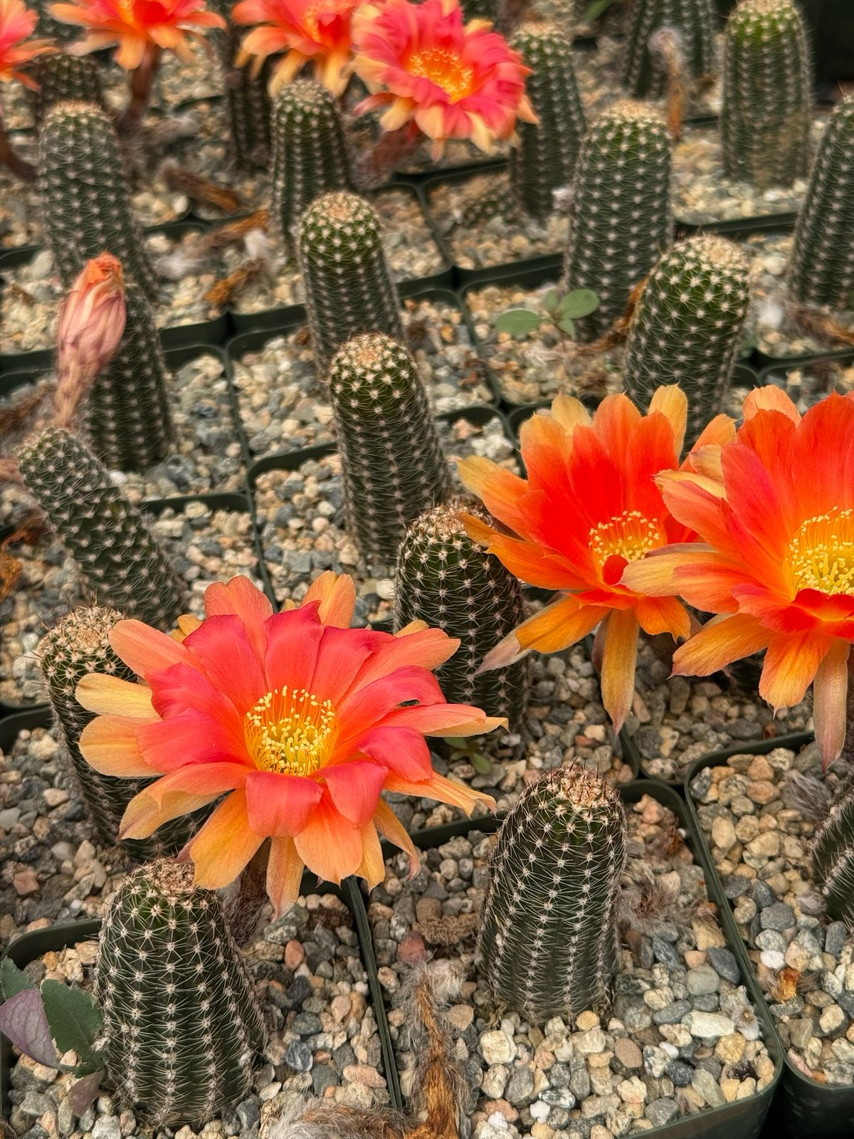 Lobivia híbrida D