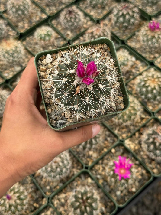 Ferocactus fordii borealis