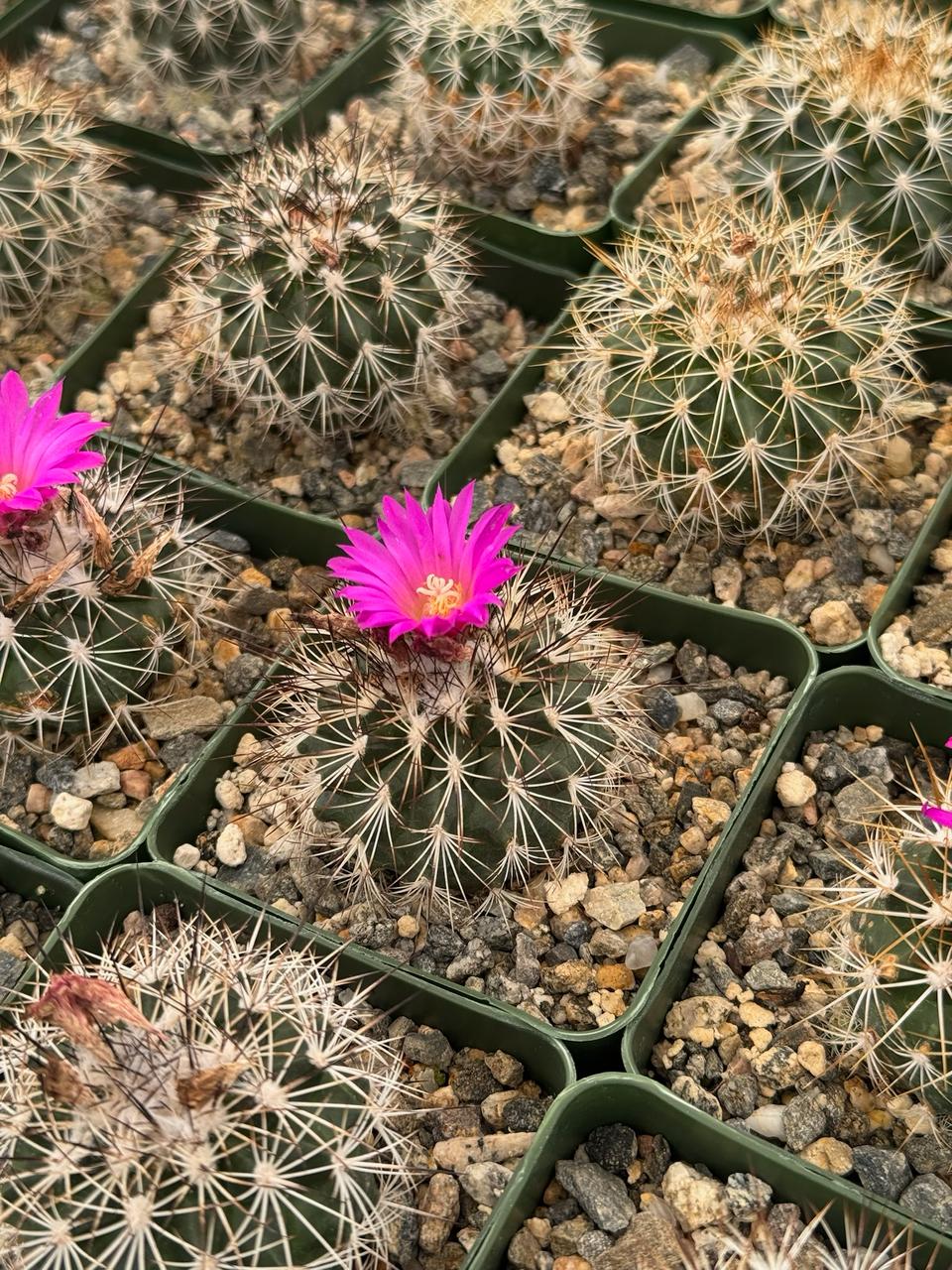 Ferocactus fordii borealis