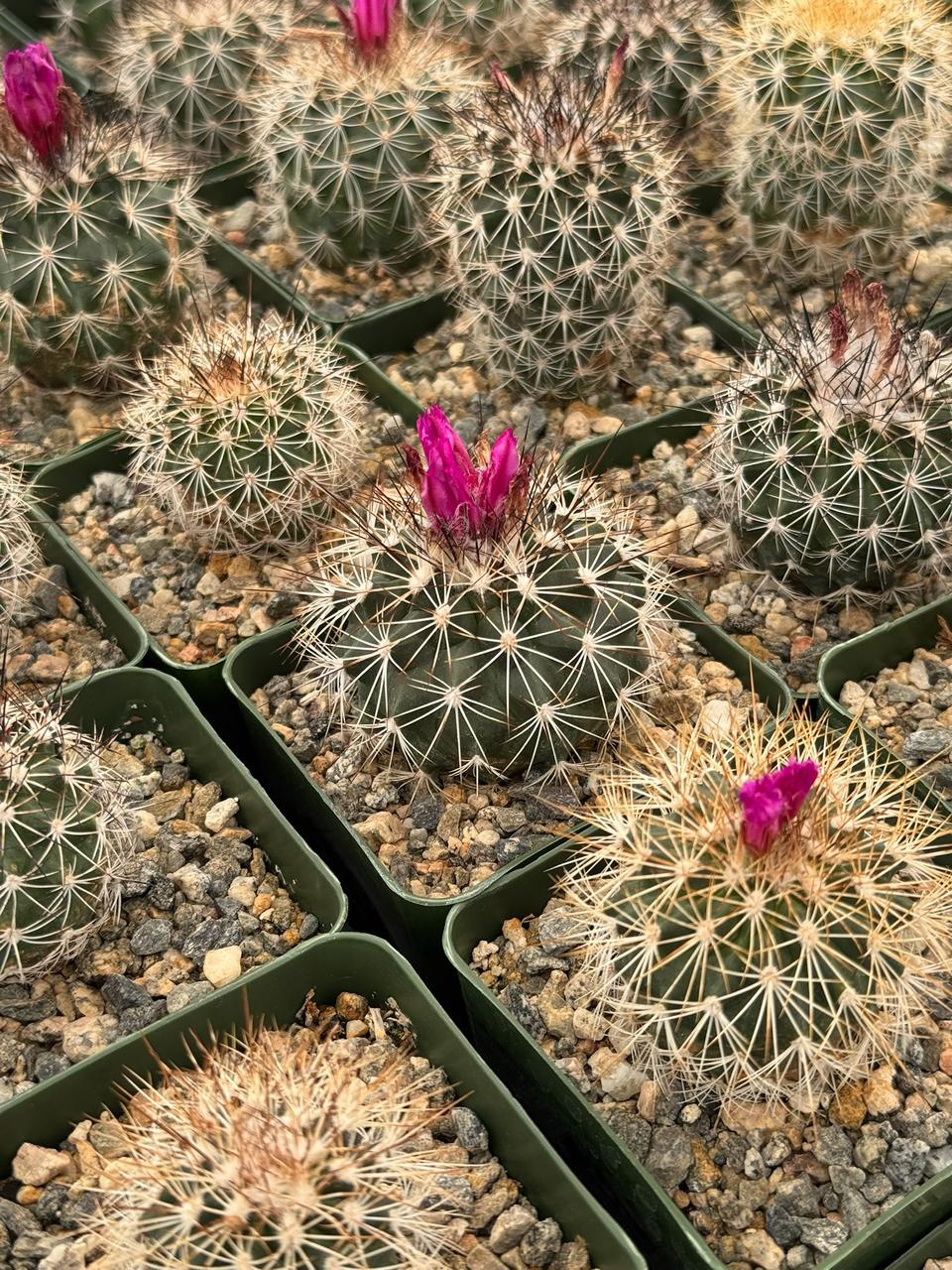 Ferocactus fordii borealis