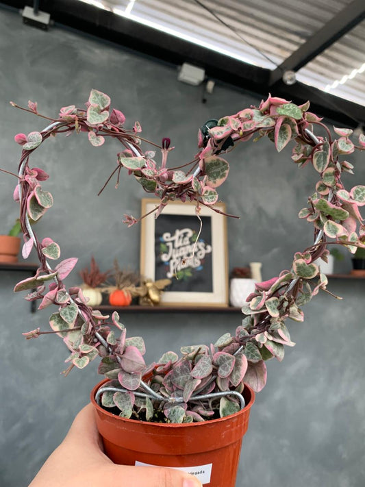 Ceropegia woodii Variegada (forma de corazón)