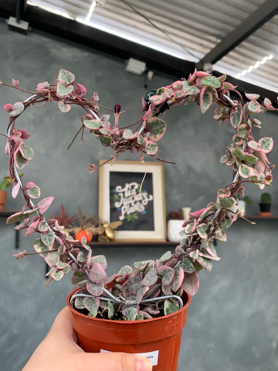 Ceropegia woodii Variegada (forma de corazón)