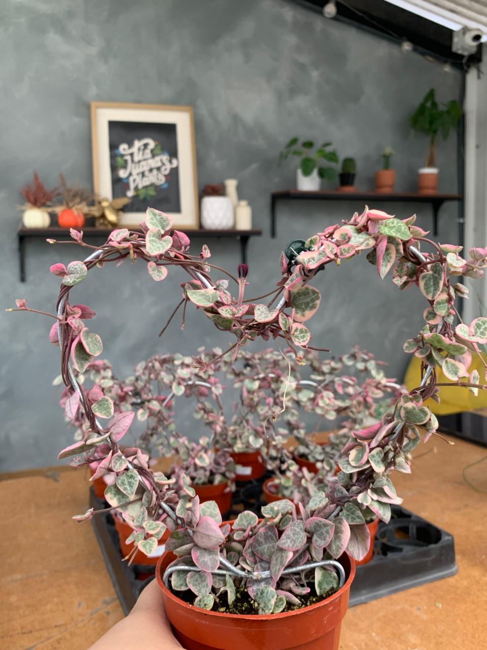 Ceropegia woodii Variegada (forma de corazón)