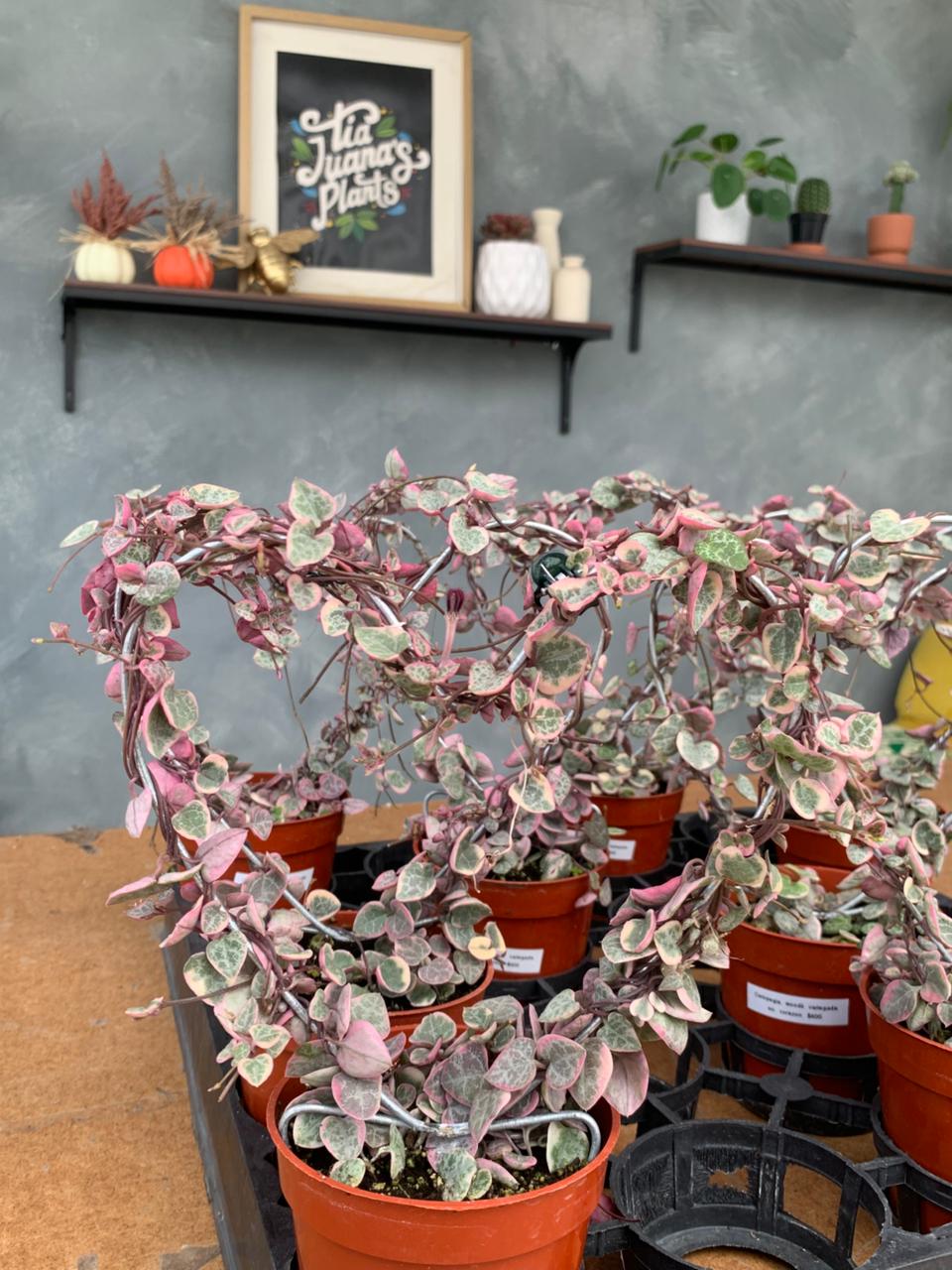 Ceropegia woodii Variegada (forma de corazón)