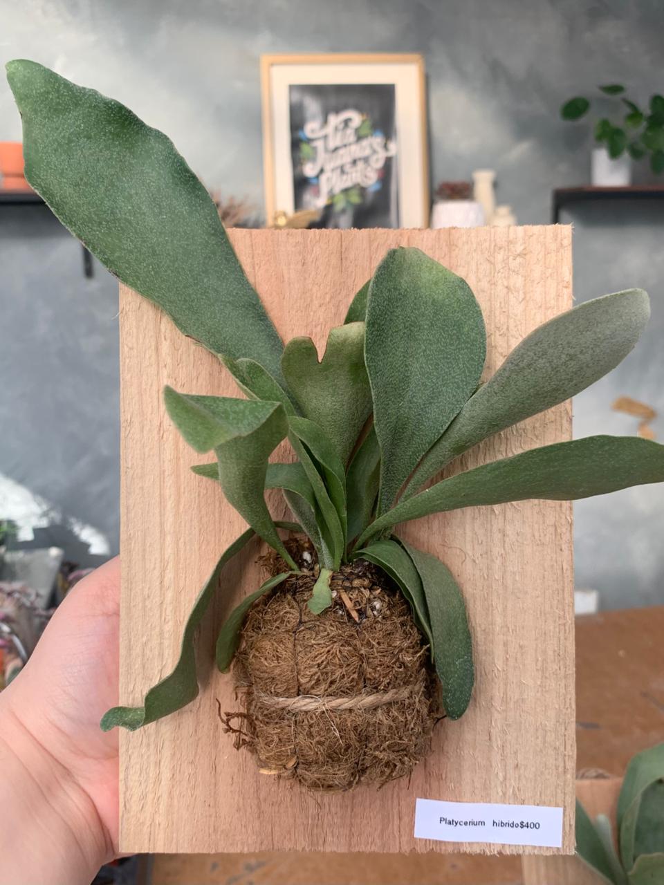 Platycerium hibrido
