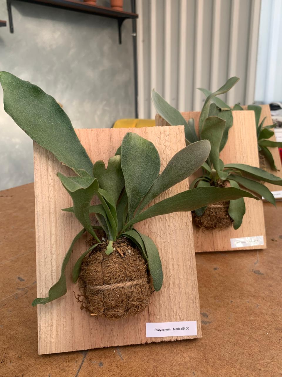 Platycerium hibrido