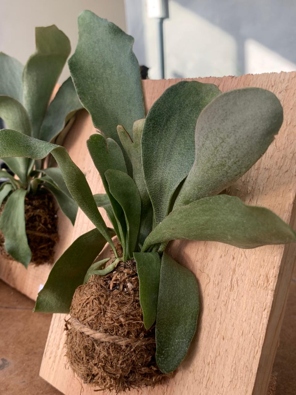 Platycerium hibrido