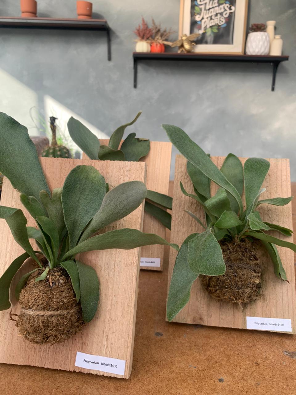 Platycerium hibrido