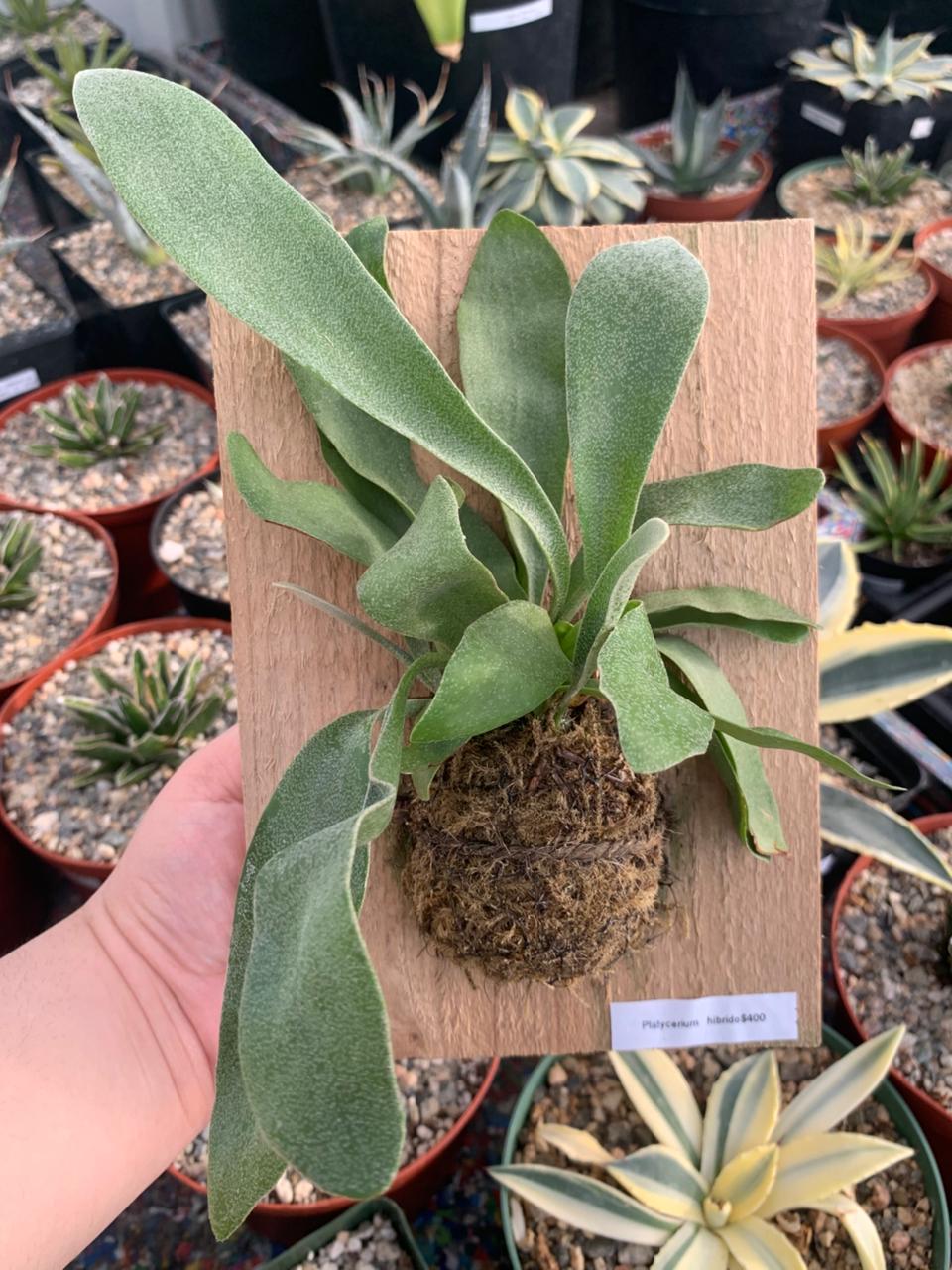 Platycerium hibrido