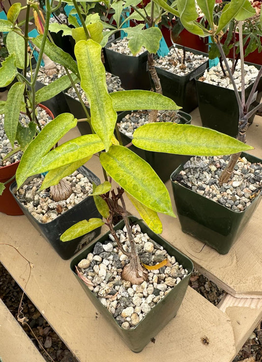 Petopentia natalensis