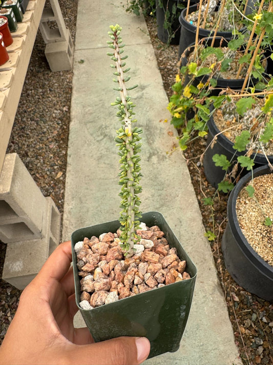 Ceraria namaquensis