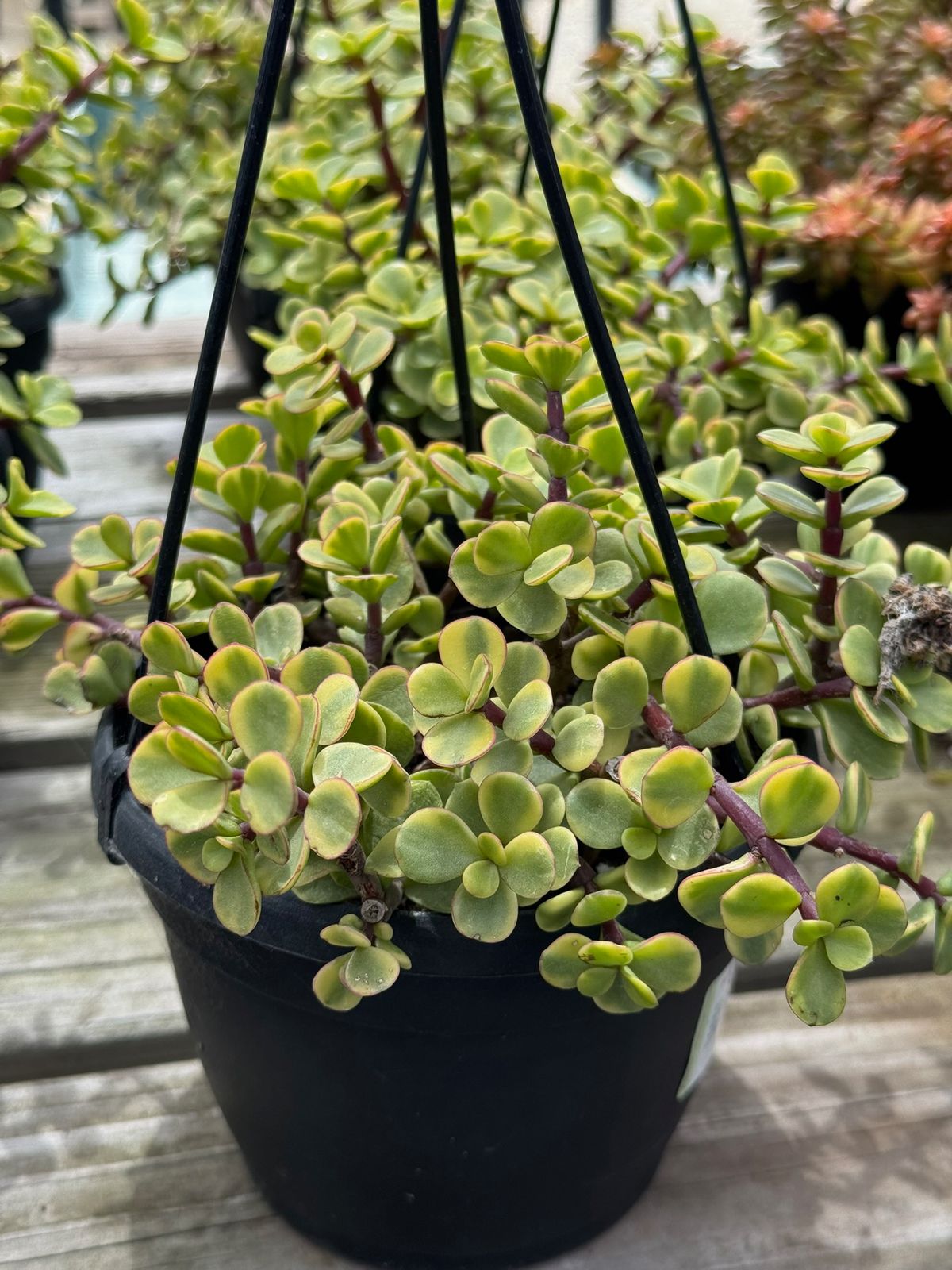 Portulacaria afra jubilee