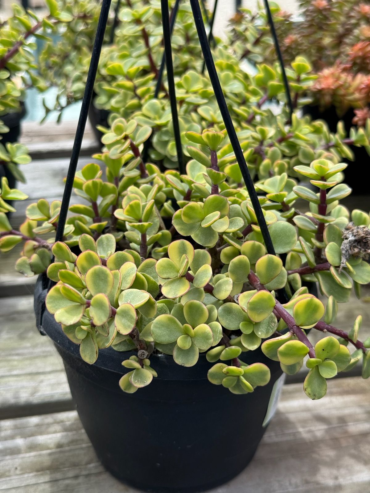 Portulacaria afra jubilee