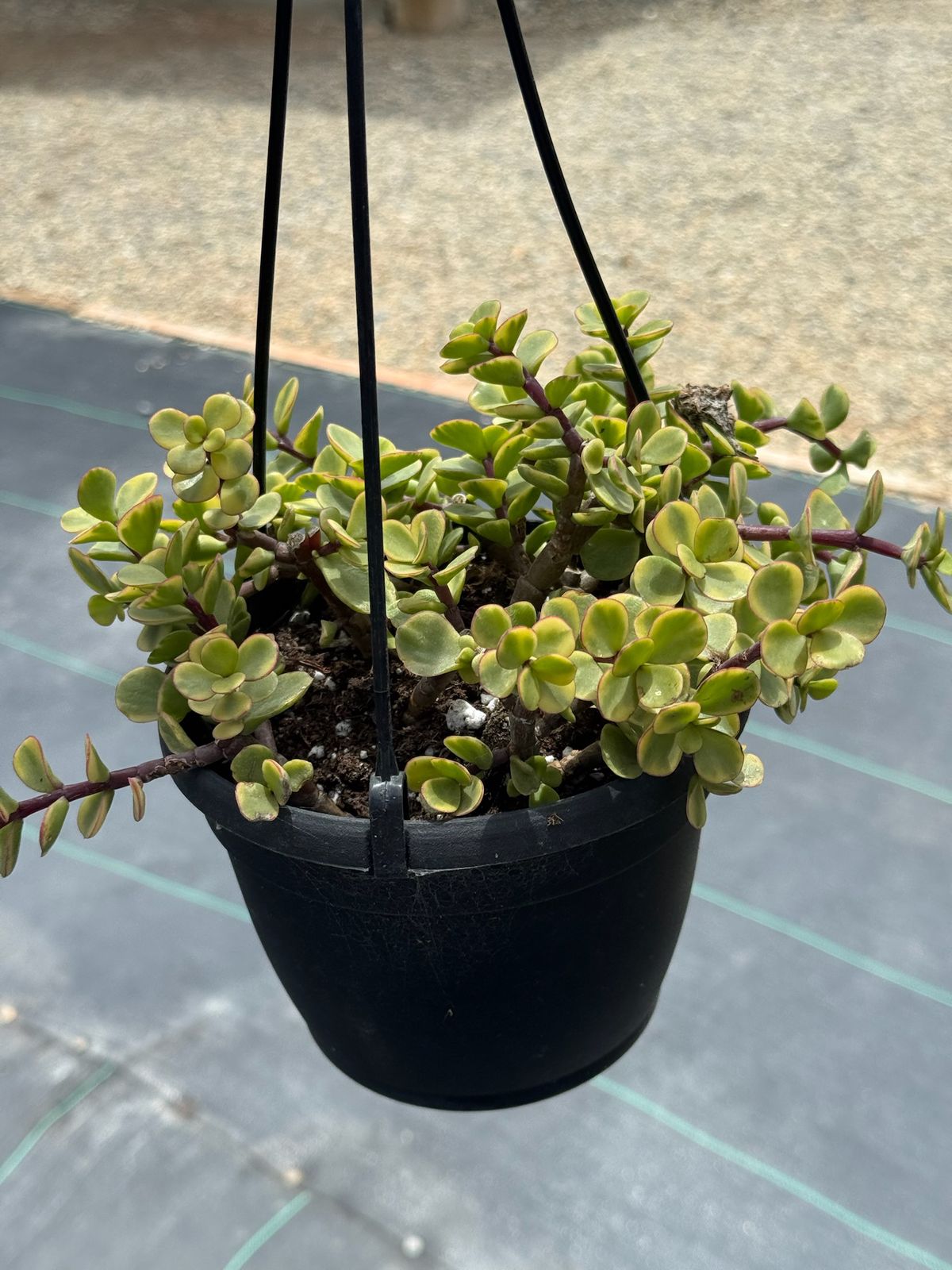 Portulacaria afra jubilee