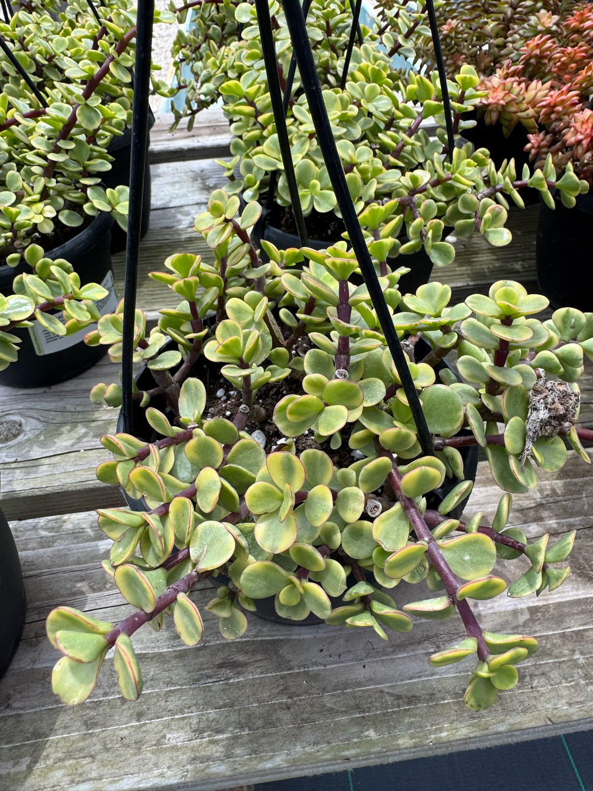 Portulacaria afra jubilee