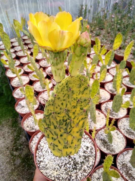 Opuntia sunburts