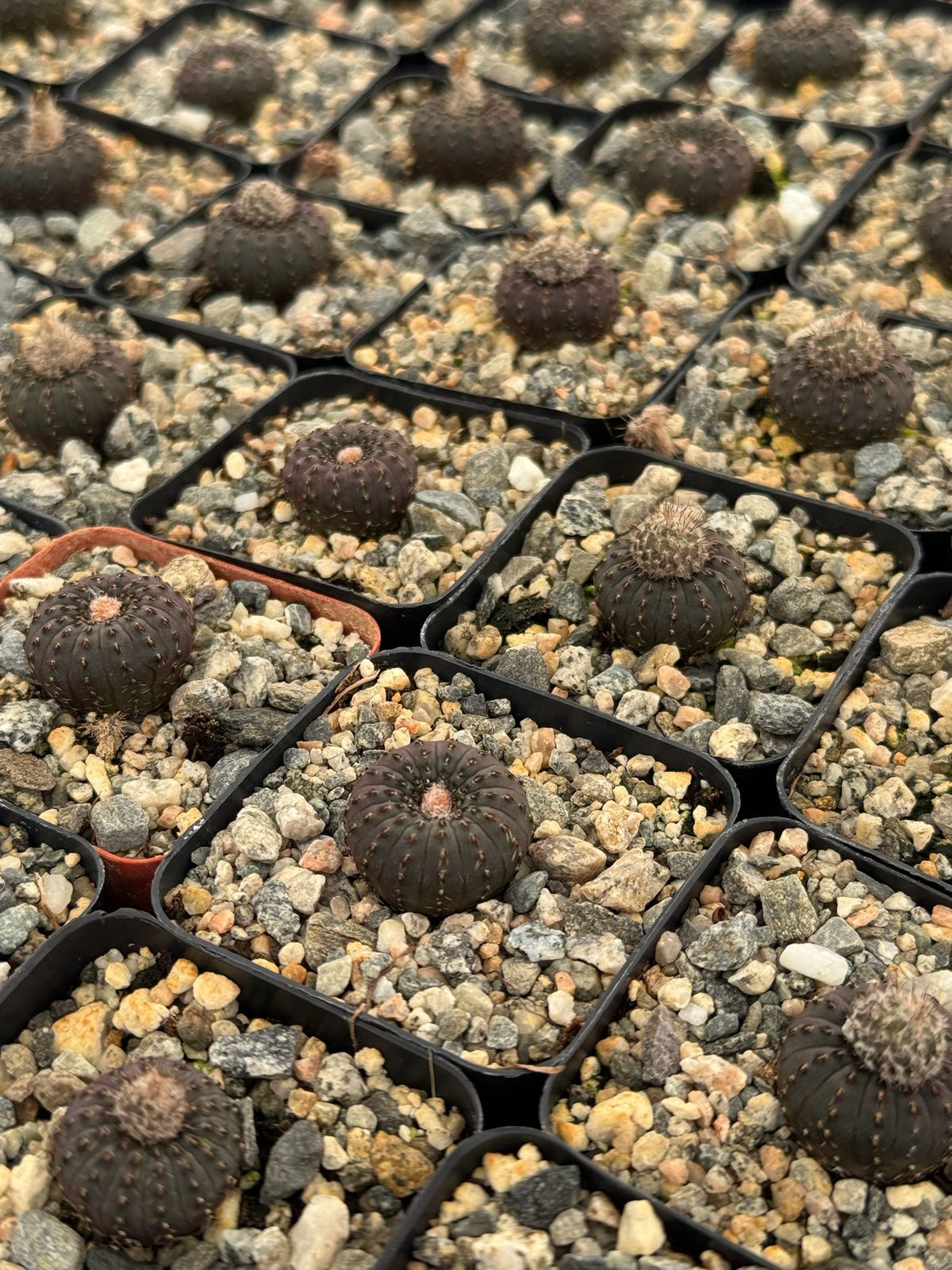 Frailea castanea