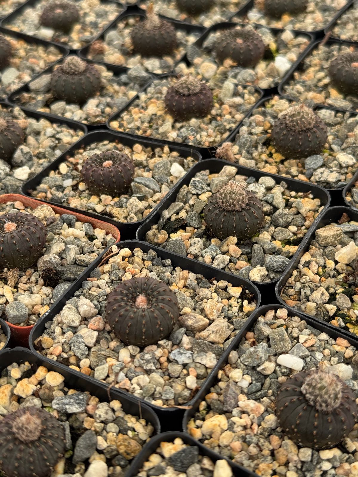 Frailea castanea