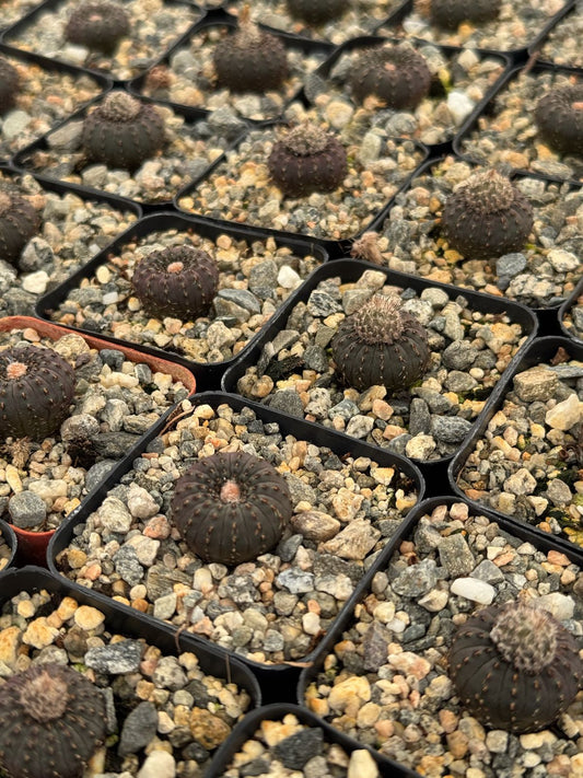 Frailea castanea