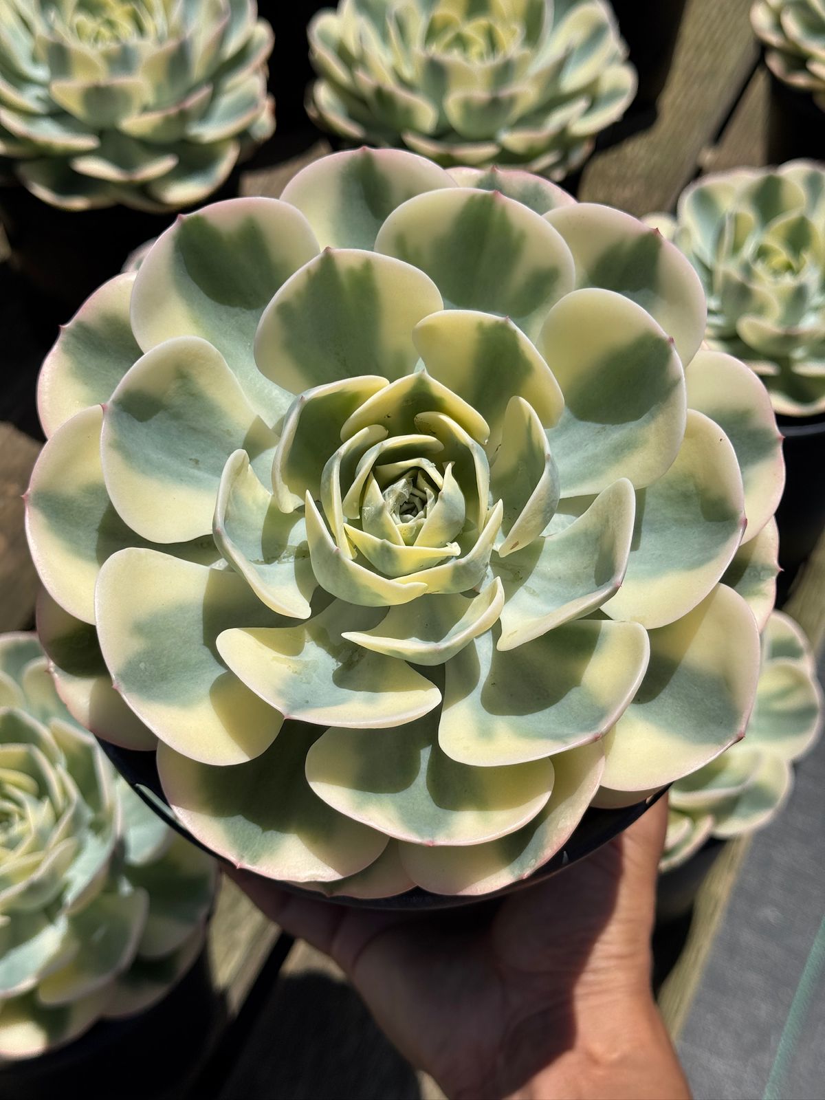 Echeveria compton carousel jumbo