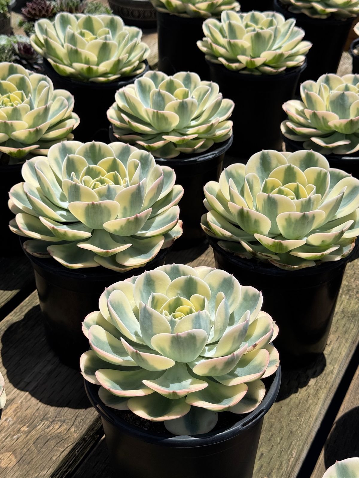 Echeveria compton carousel jumbo