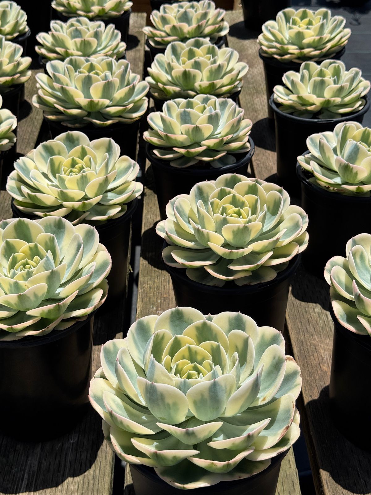 Echeveria compton carousel jumbo