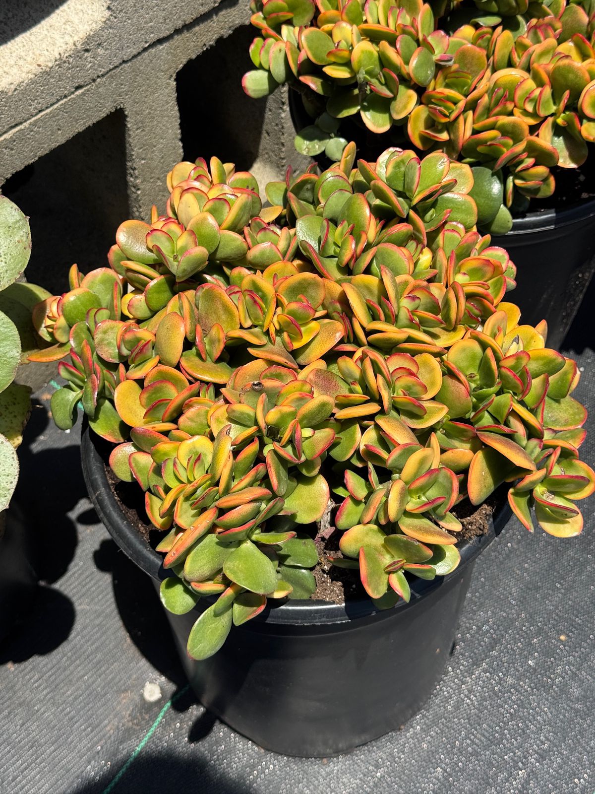 Crassula ovata ‘Hummels sunset’ 10”