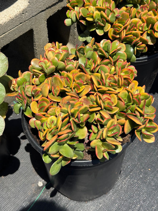 Crassula ovata ‘Hummels sunset’ 10”