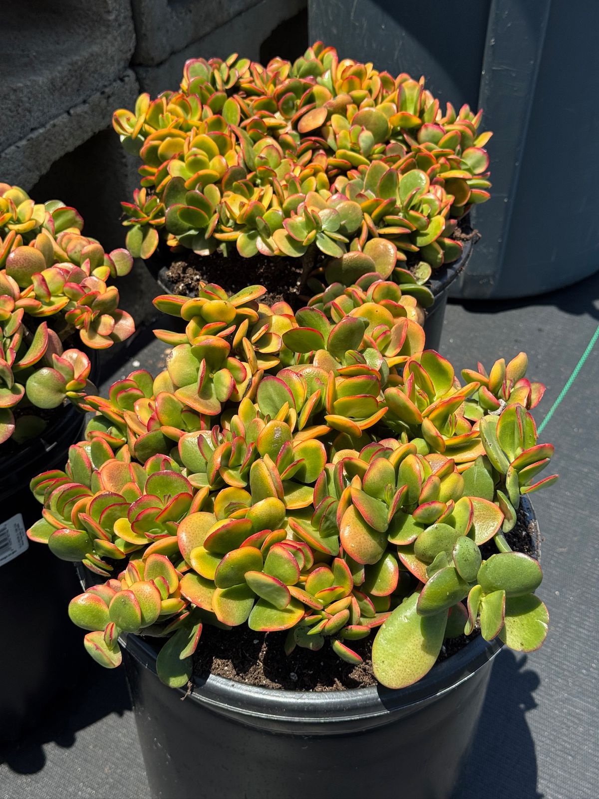Crassula ovata ‘Hummels sunset’ 10”