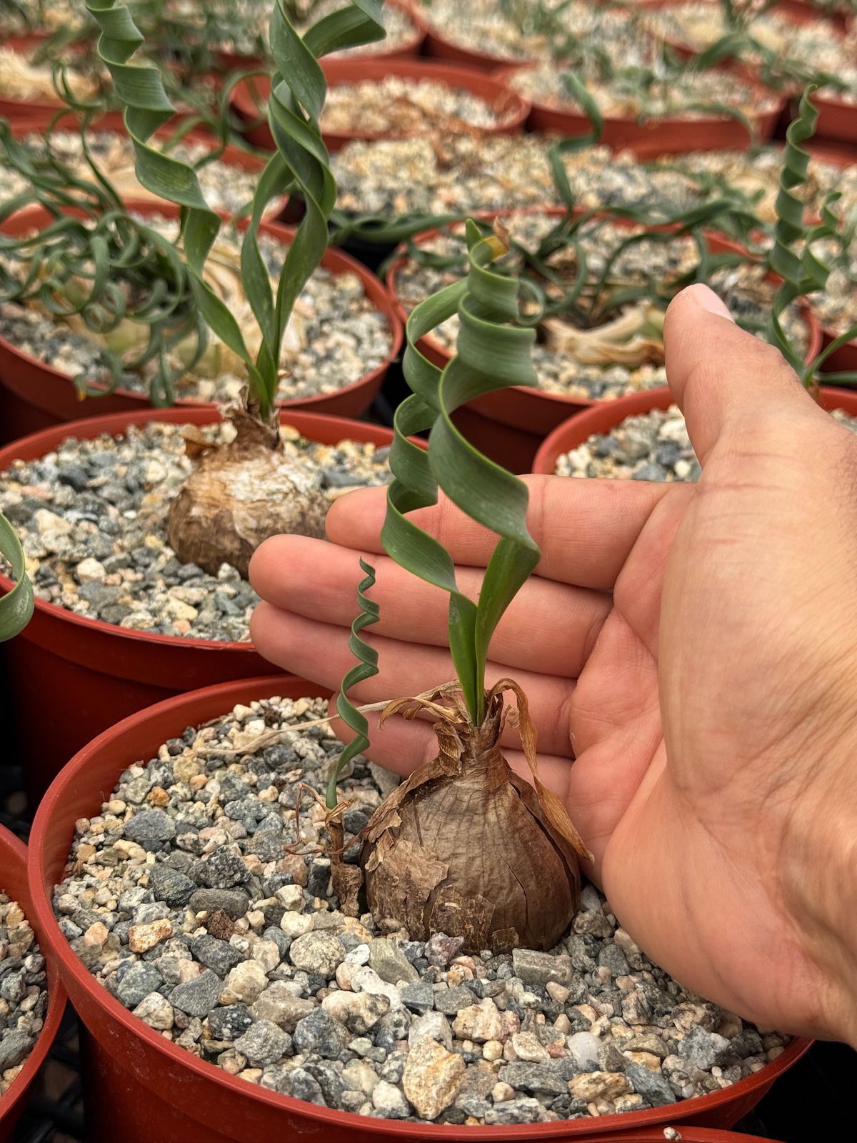 Cyrtanthus spiralis 6”