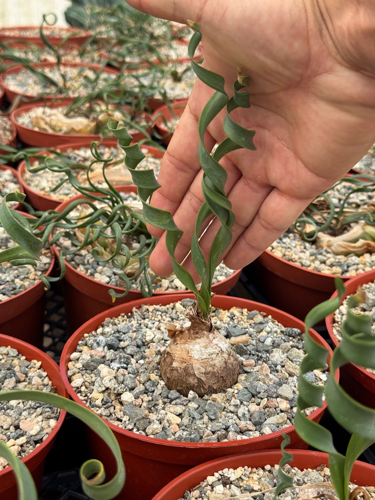Cyrtanthus spiralis 6”
